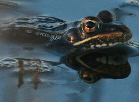 Atlantic Coast Leopard Frog